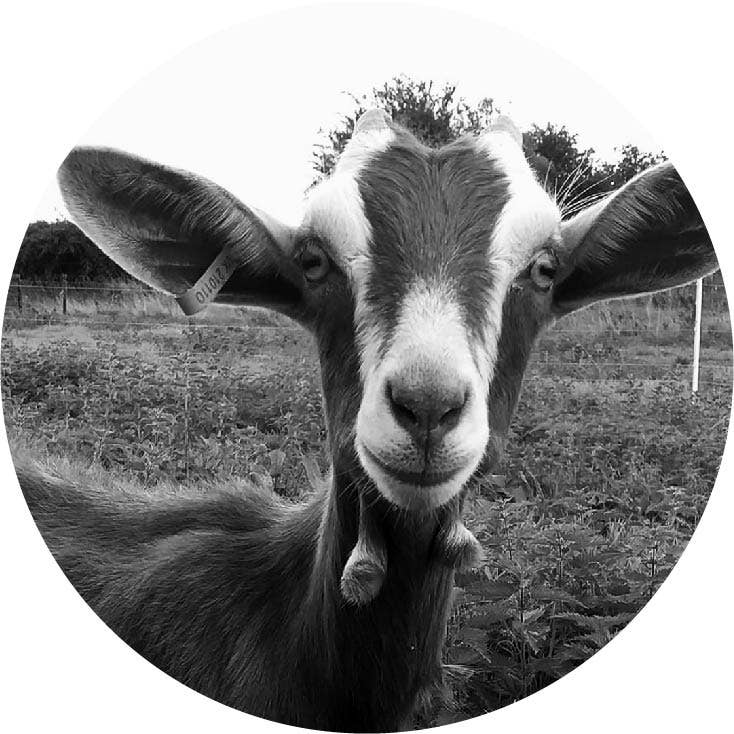 ARTISAN GOATS MILK SOAP - HONEY - 3 oz